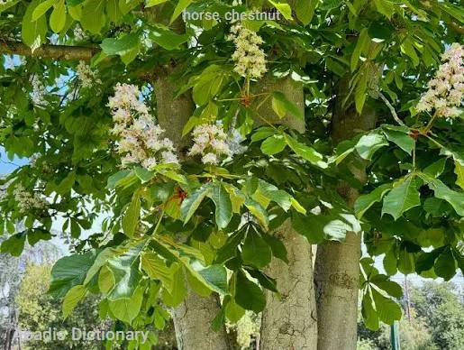 horse chestnut